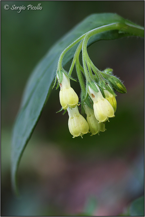 symphytum tuberosum