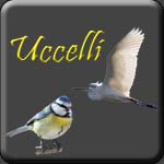 uccelli