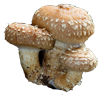 funghi