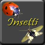 insetti