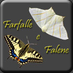 farfalle e falene