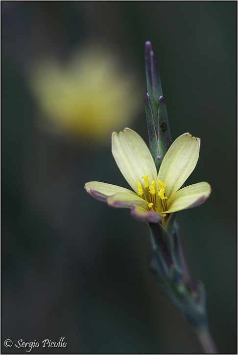 Un'erbazza (Lactuca saligna) Lactuca-saligna-20130825-010-JVGf