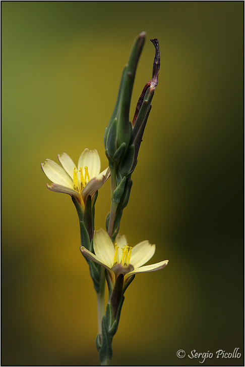 Un'erbazza (Lactuca saligna) Lactuca-saligna-20130825-015-JVGf