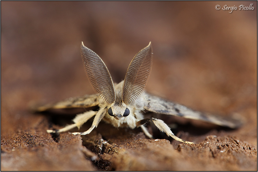 Con questi radar... (Lymantria dispar) Lymantria-dispar-20130817-008-JOGf