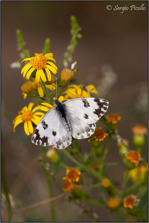 Pontia edusa Pontia-edusa-20130928-002-VGf