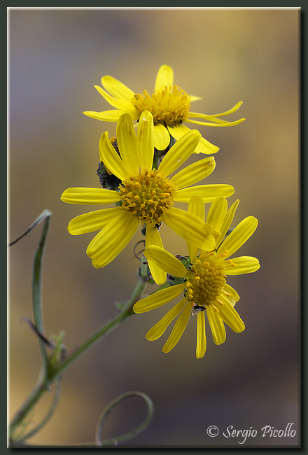 Fiori Gialli Piccoli Simili Ai Narcisi : Giunchiglia ...